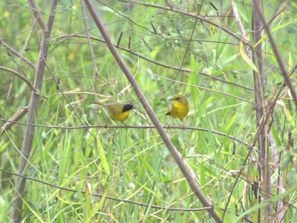 Olive-crowned Yellowthroat - Menachem Goldstein