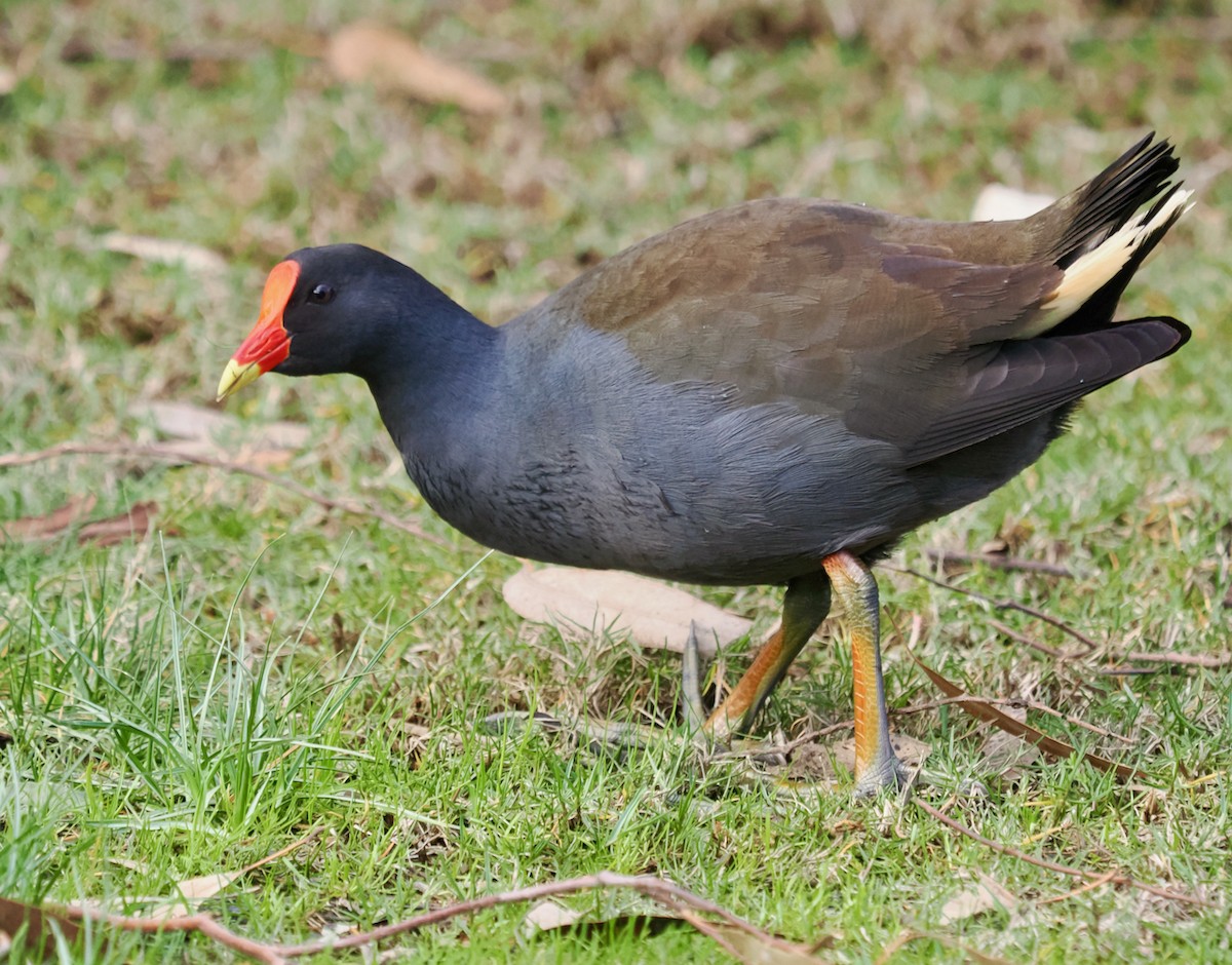 Dusky Moorhen - Ken Glasson