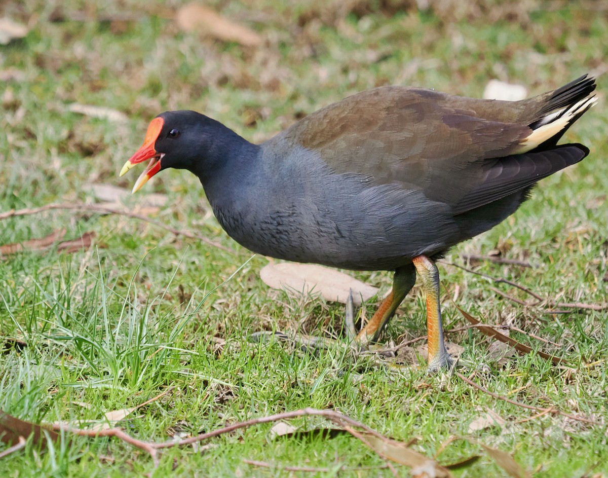 Dusky Moorhen - Ken Glasson