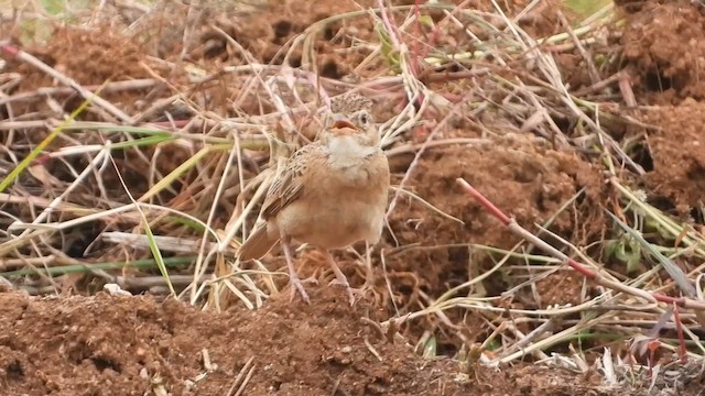 Singing Bushlark - ML622729973