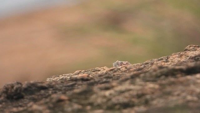Long-billed Pipit - ML622730024