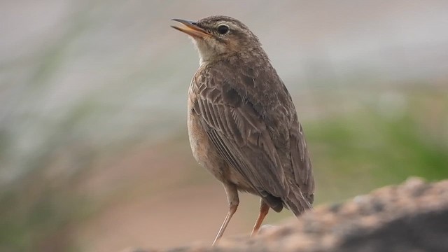 Long-billed Pipit - ML622730028