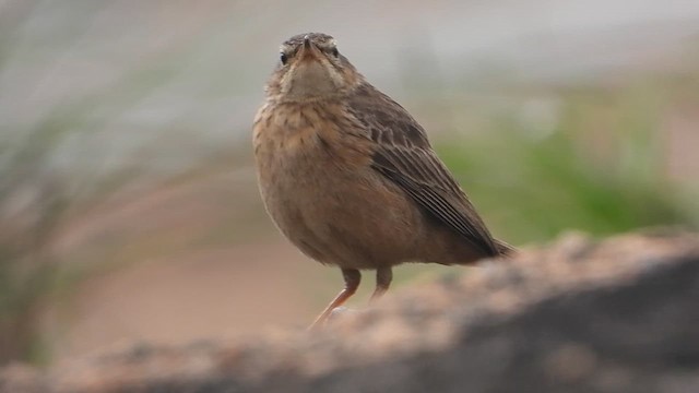 Long-billed Pipit - ML622730031