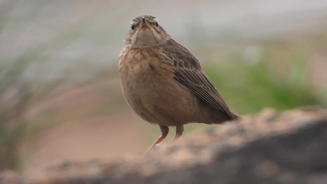 פפיון הרים - ML622730031