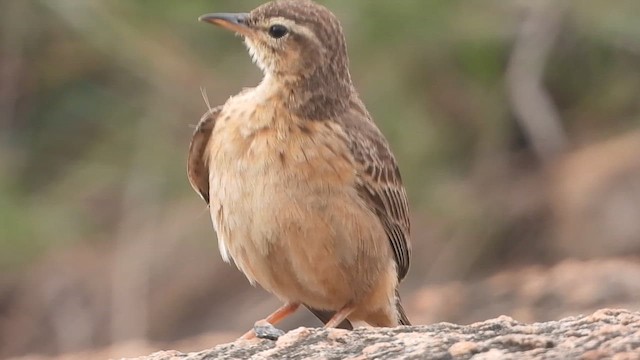 Long-billed Pipit - ML622730035