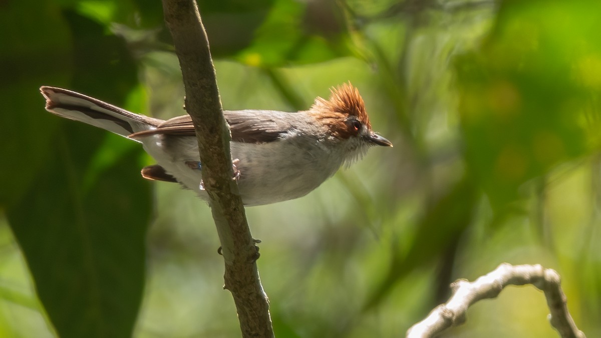 Chestnut-crested Yuhina - ML622730056