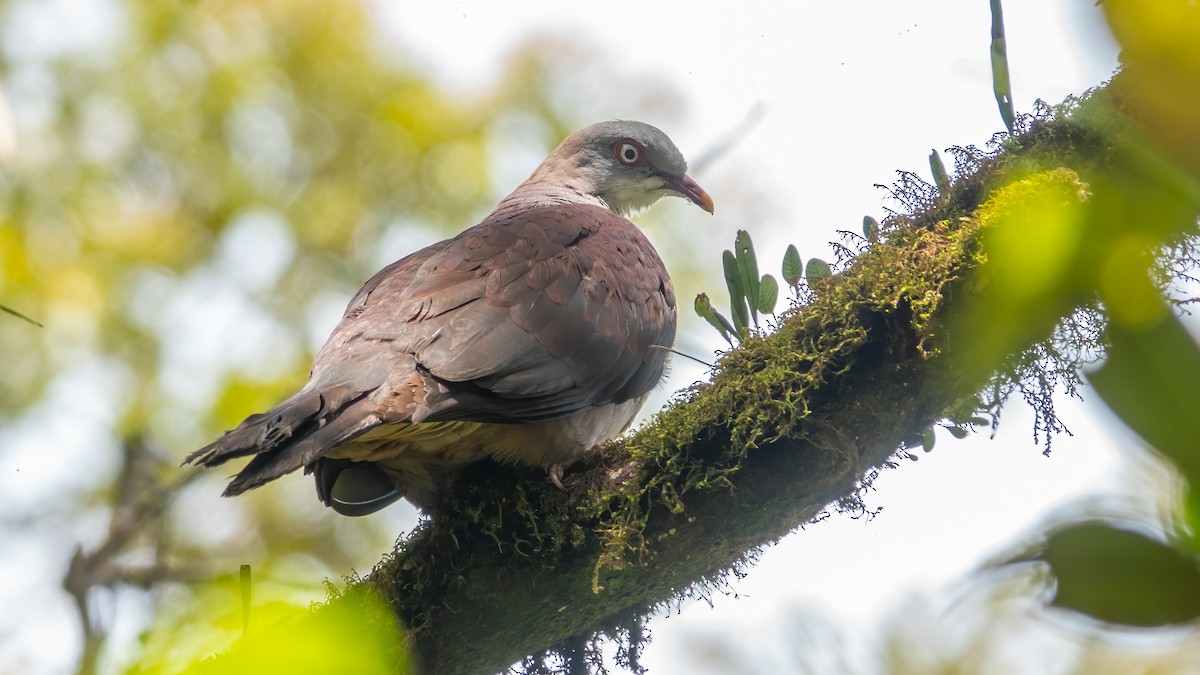 Mountain Imperial-Pigeon - 冰 鸟