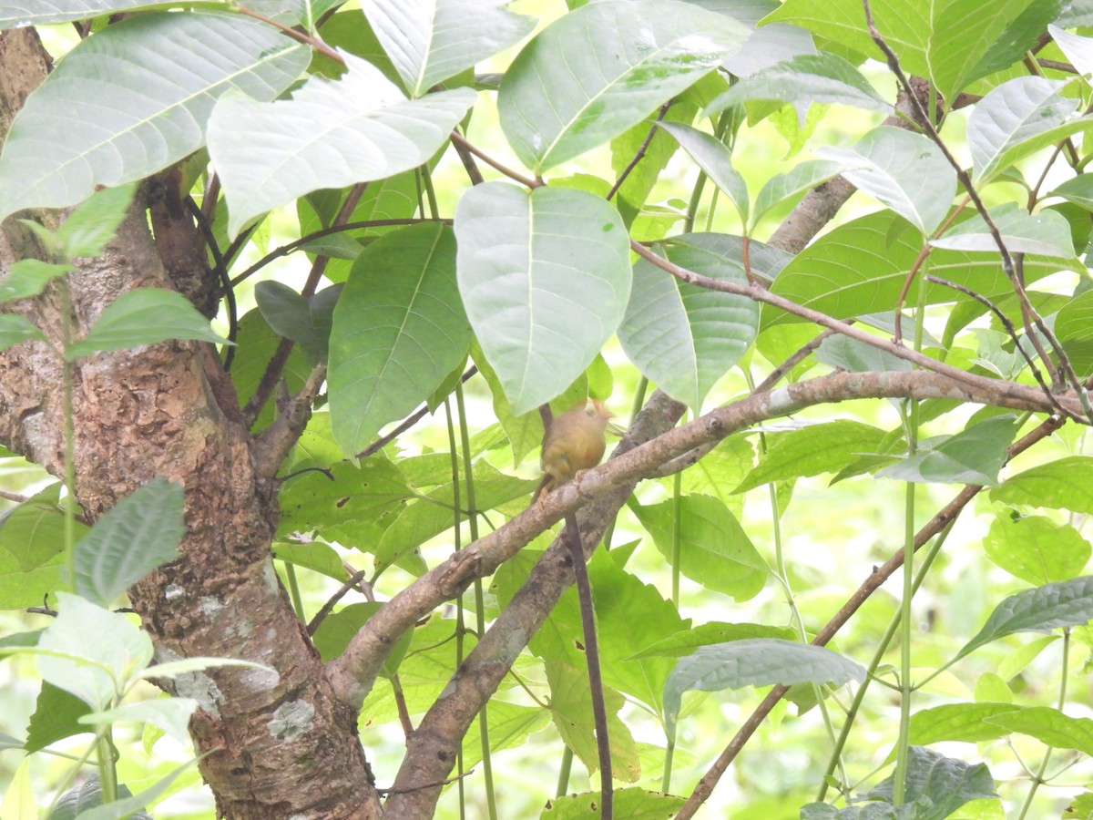 Rufous-fronted Babbler (Buff-chested) - ML622730149