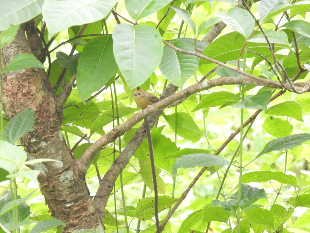 Rufous-fronted Babbler (Buff-chested) - ML622730150