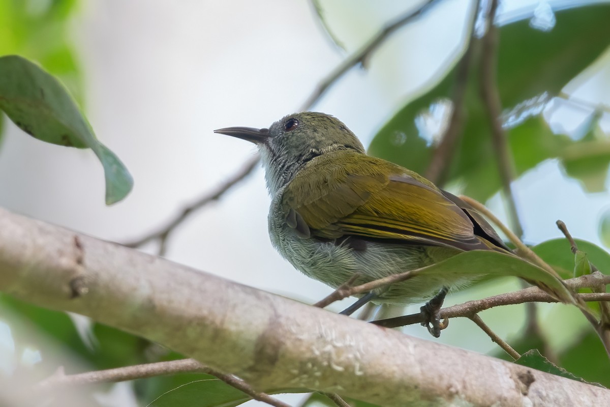 Plain Sunbird - 冰 鸟