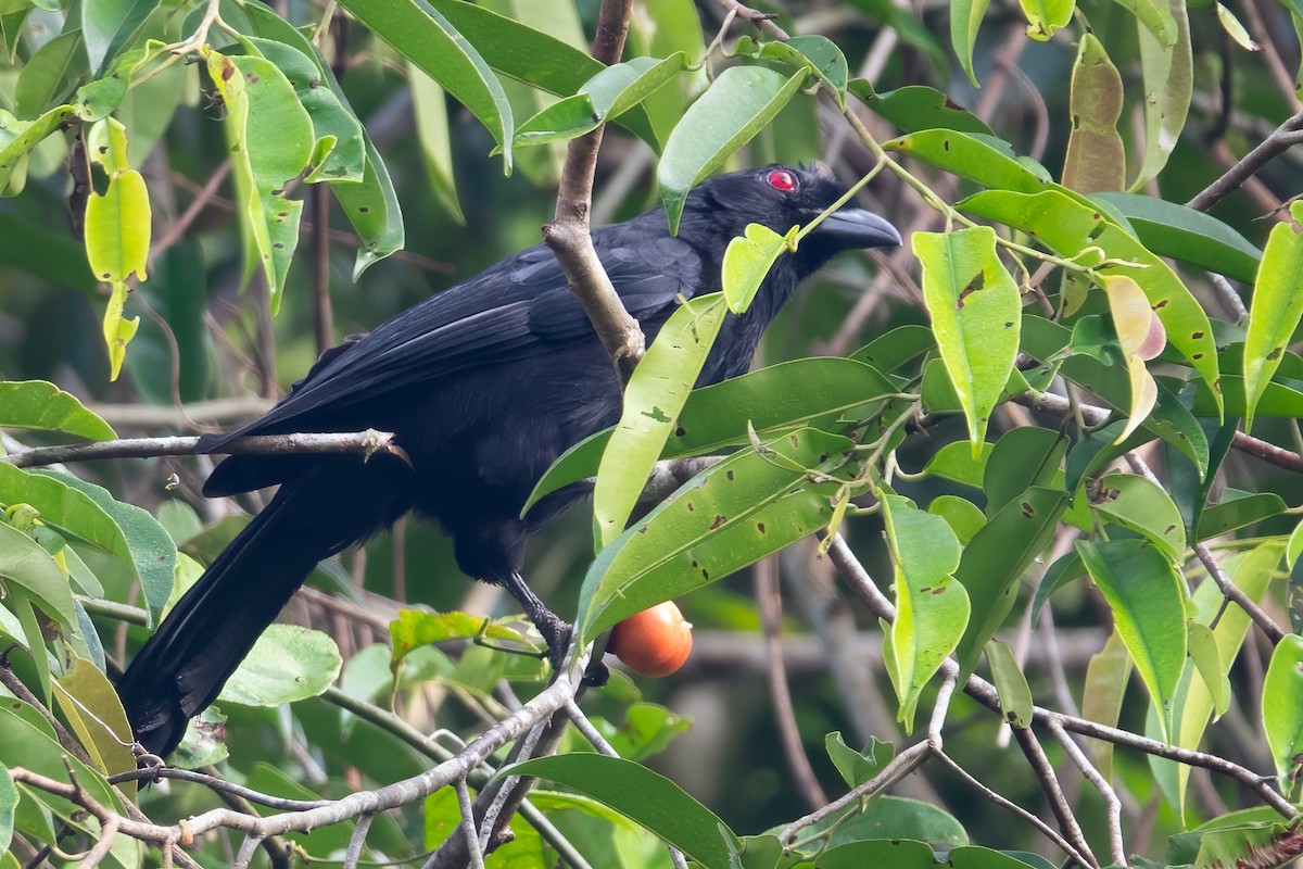 Black Magpie (Bornean) - ML622730212