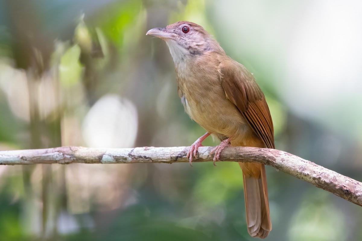 Gray-cheeked Bulbul - ML622730224