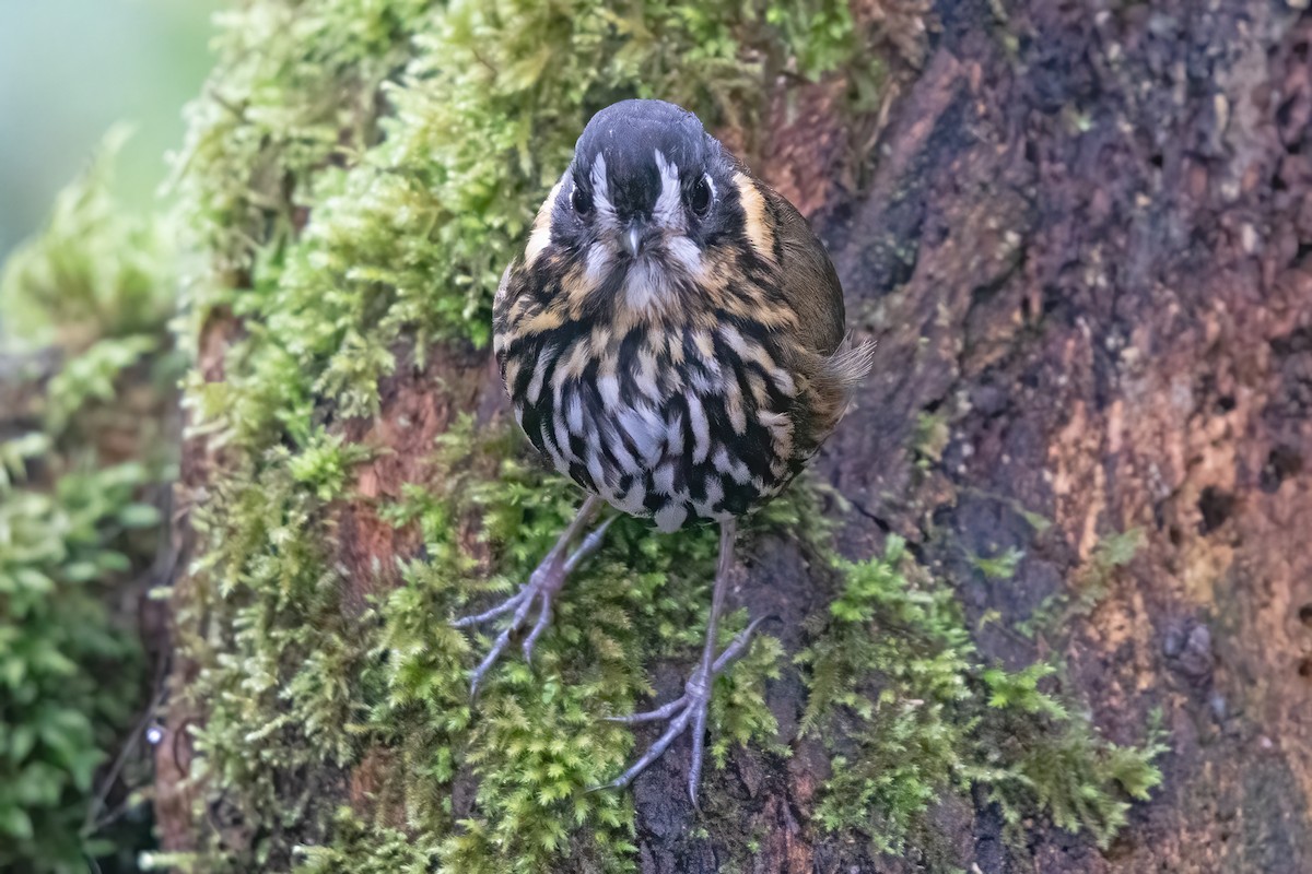 Crescent-faced Antpitta - Allen Chartier