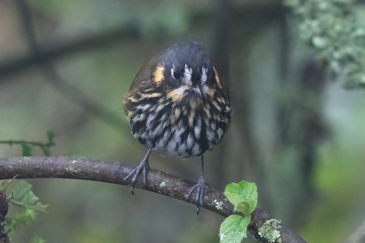 Crescent-faced Antpitta - Allen Chartier