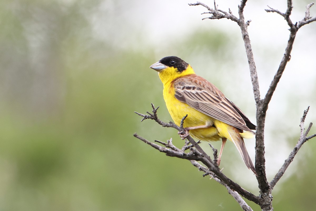 Black-headed Bunting - ML622730249