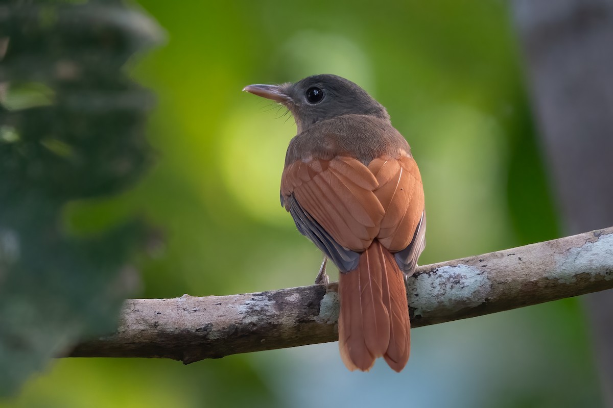 Rufous-winged Philentoma - ML622730258