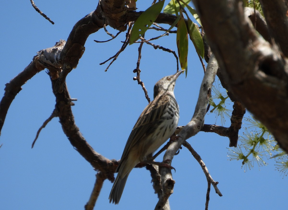 Bar-breasted Honeyeater - ML622730260