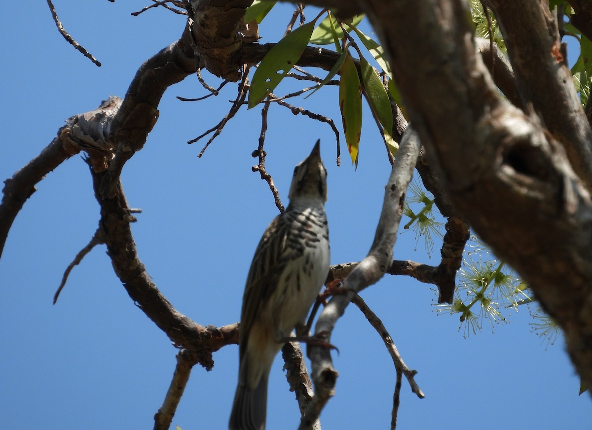 Bar-breasted Honeyeater - ML622730261