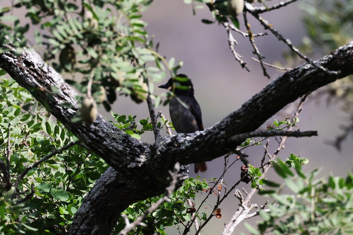 Slaty Becard - ML622730370