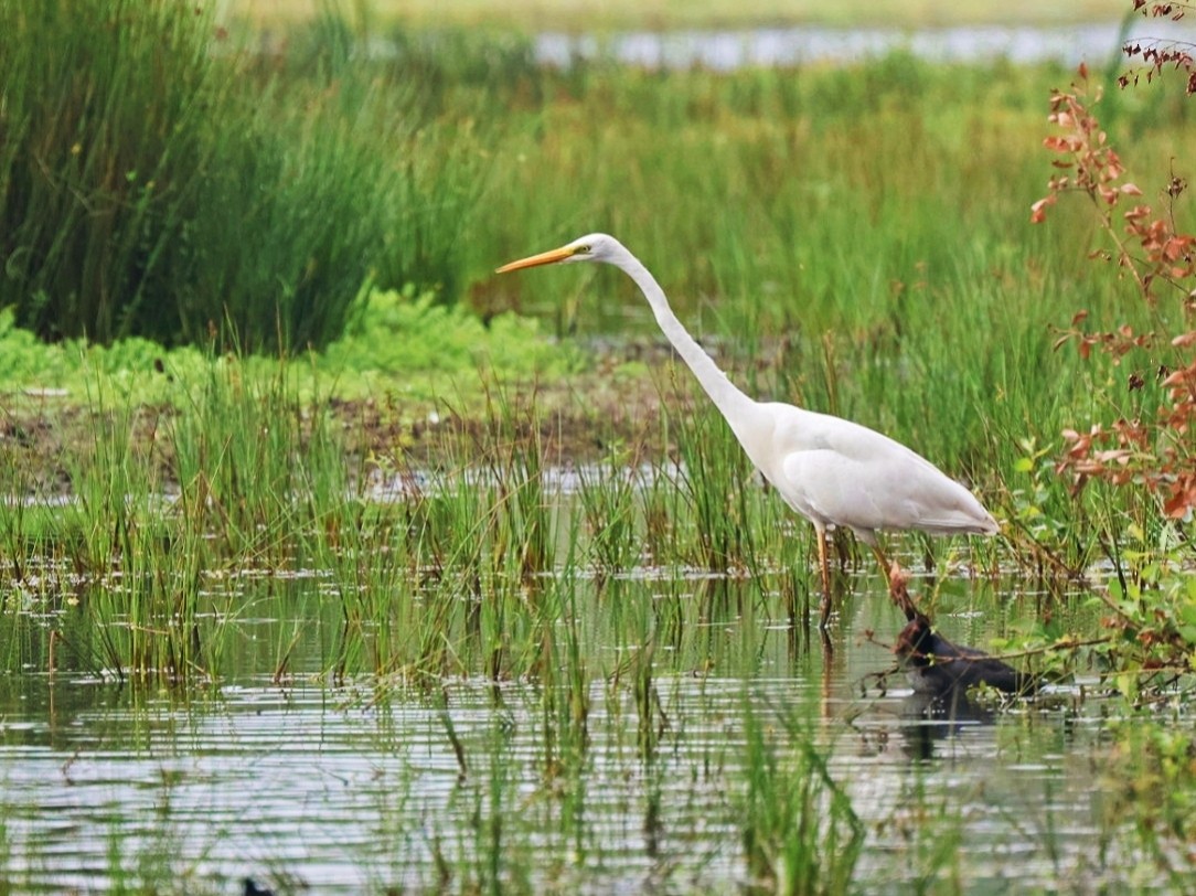 Great Egret - ML622730474