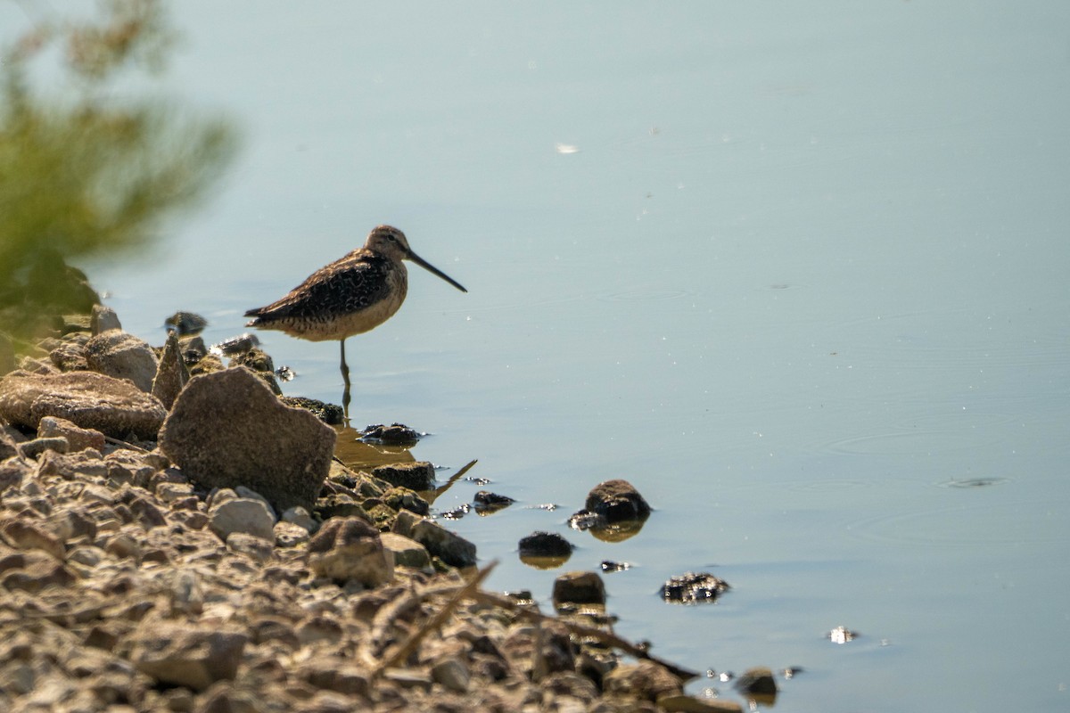 Long-billed Dowitcher - ML622730495