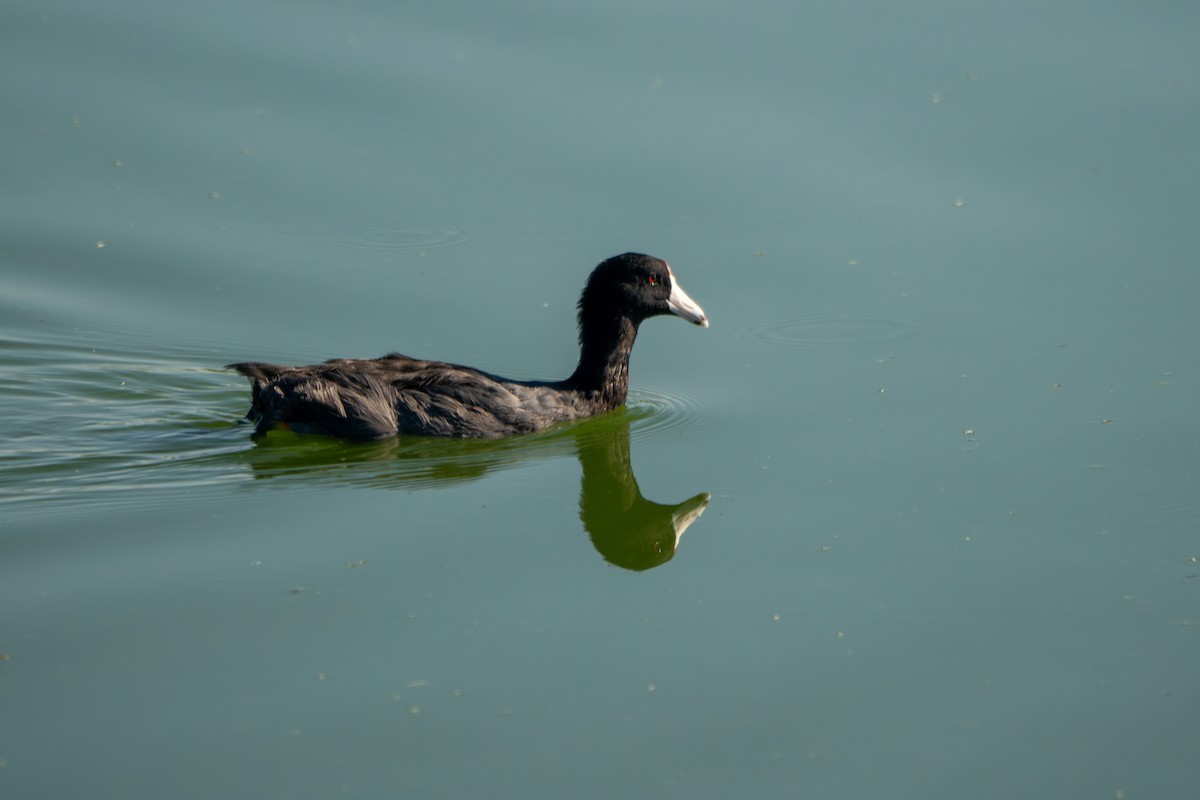 American Coot - ML622730545