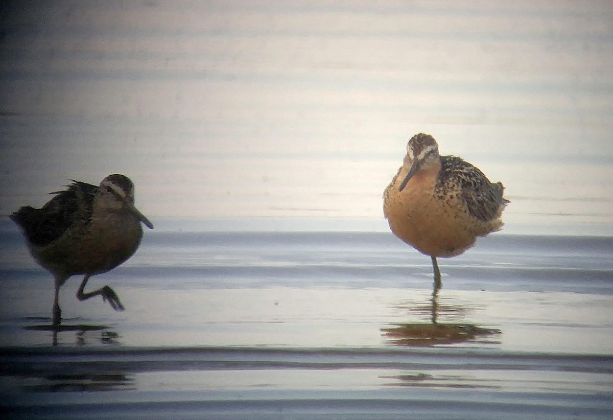 Short-billed Dowitcher (hendersoni) - ML622730546