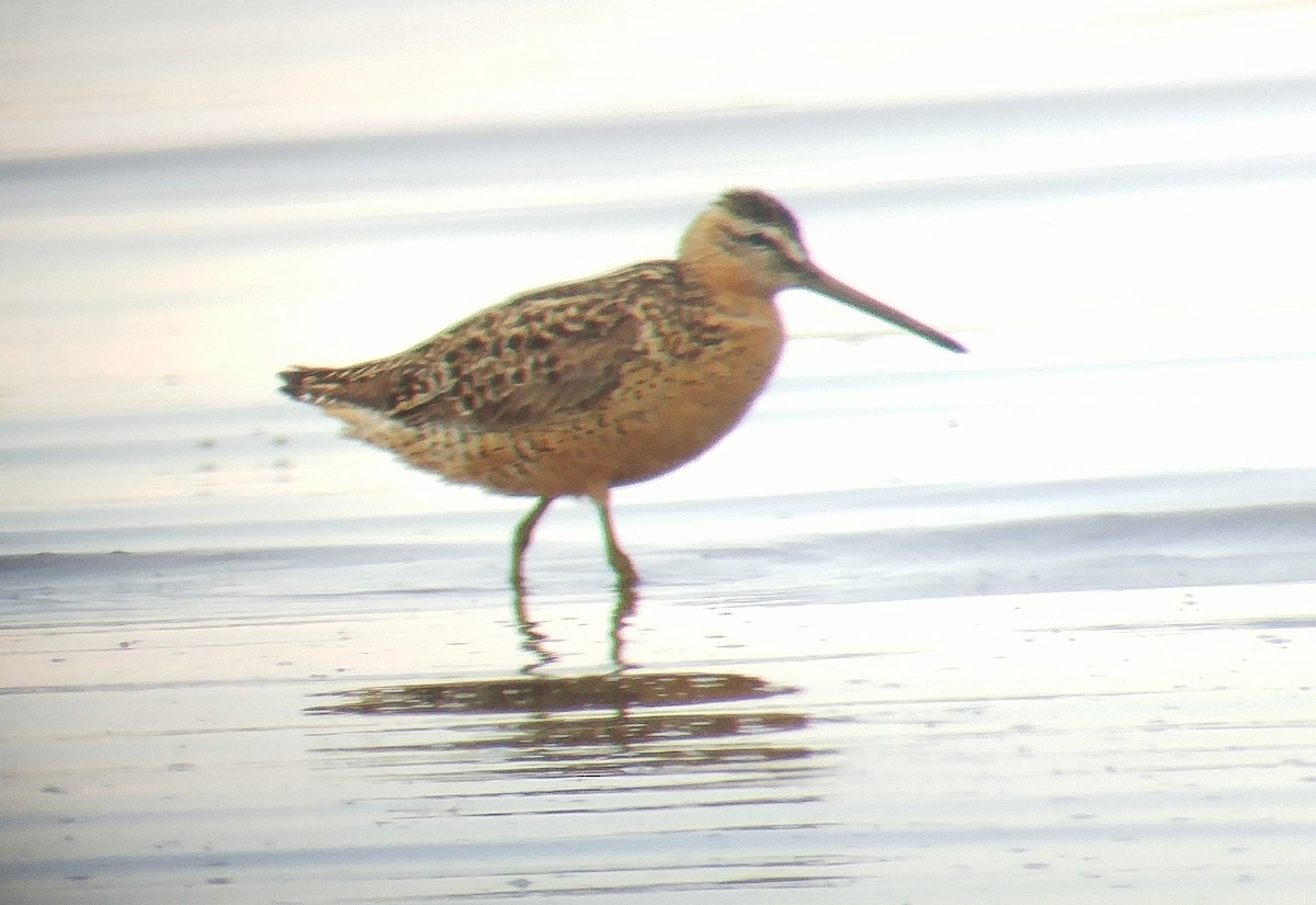 Short-billed Dowitcher (hendersoni) - ML622730547