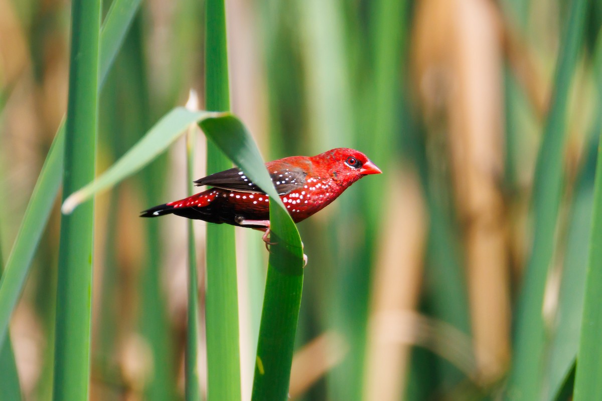 Red Avadavat - Anand T