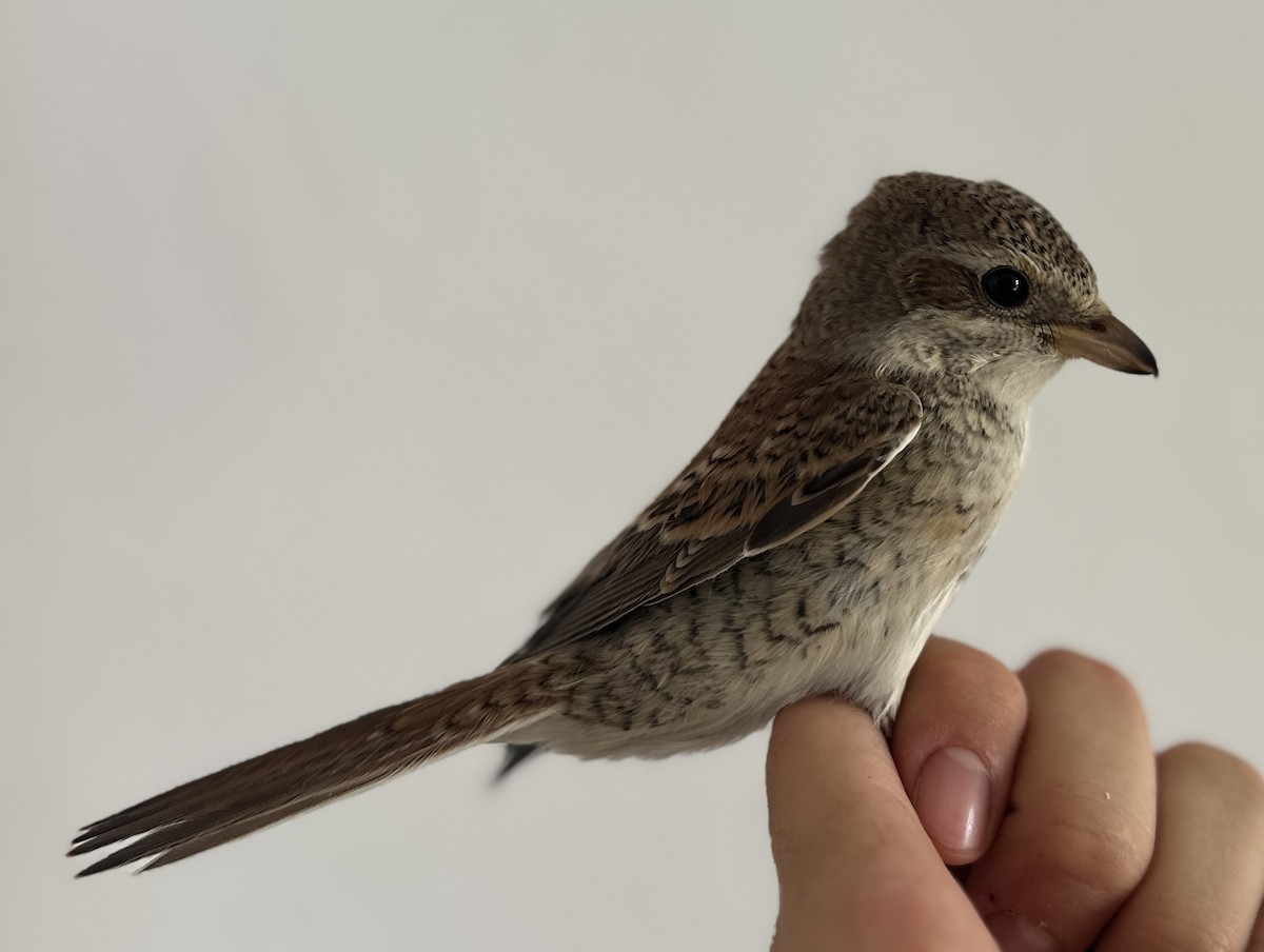 Red-backed Shrike - ML622730840