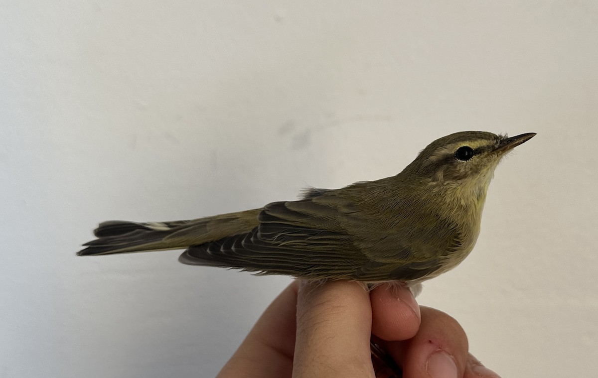 Willow Warbler - ML622730845