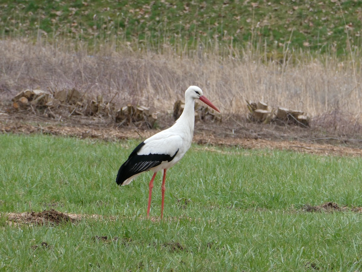 White Stork - ML622730851