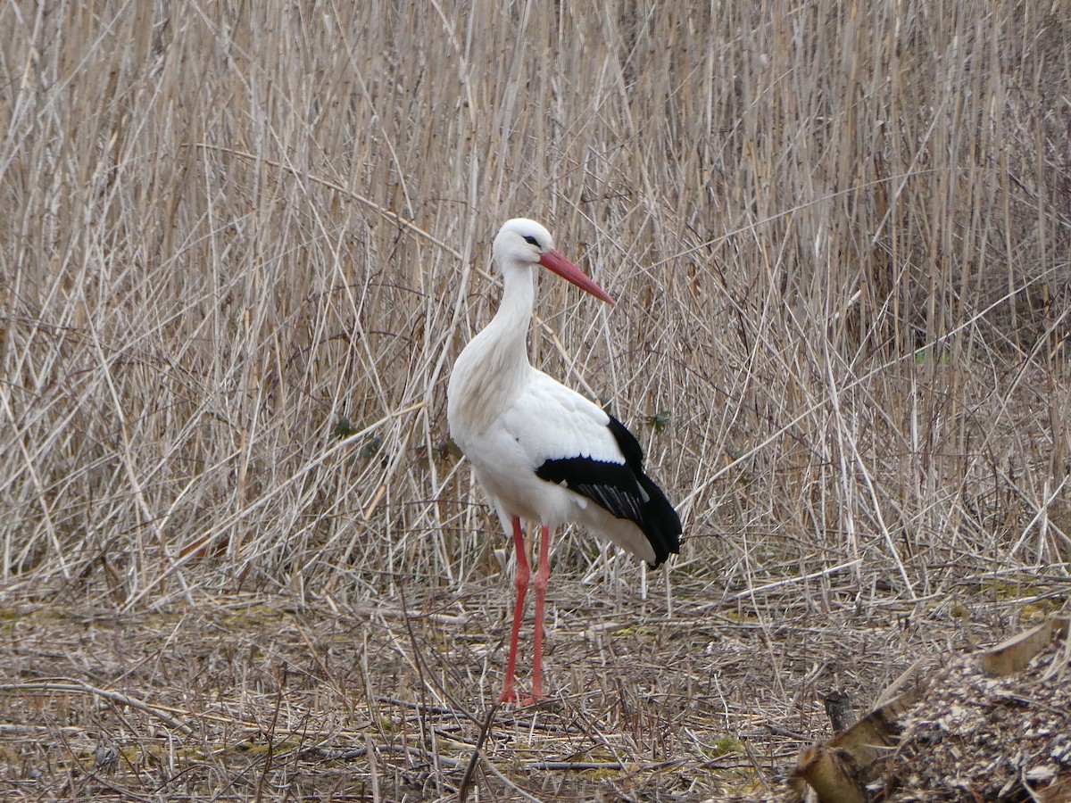 White Stork - ML622730852