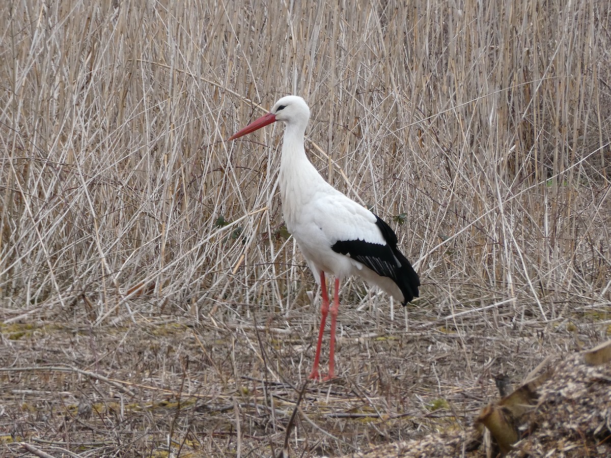 White Stork - ML622730853