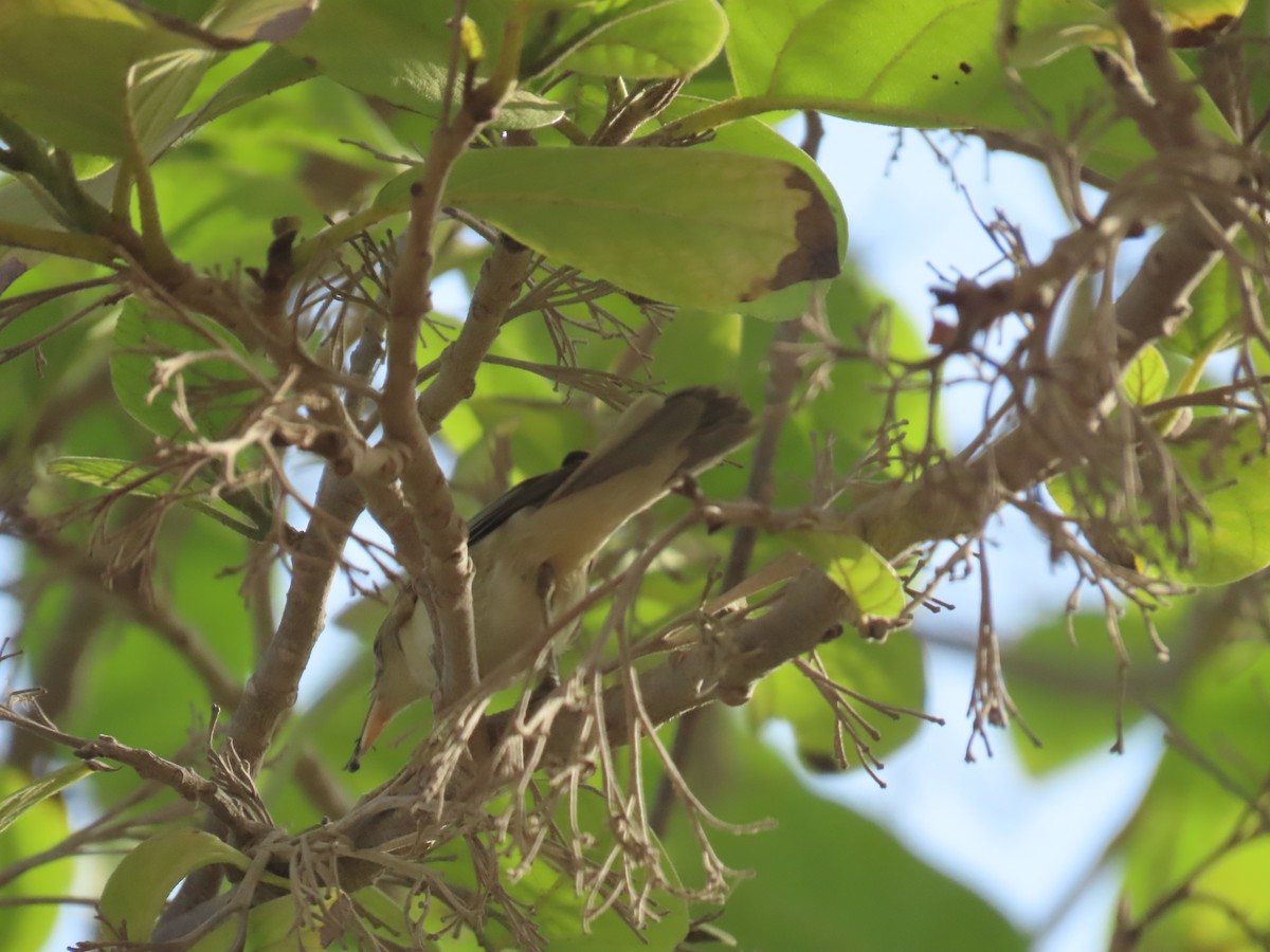 Eastern Olivaceous Warbler - ML622730873