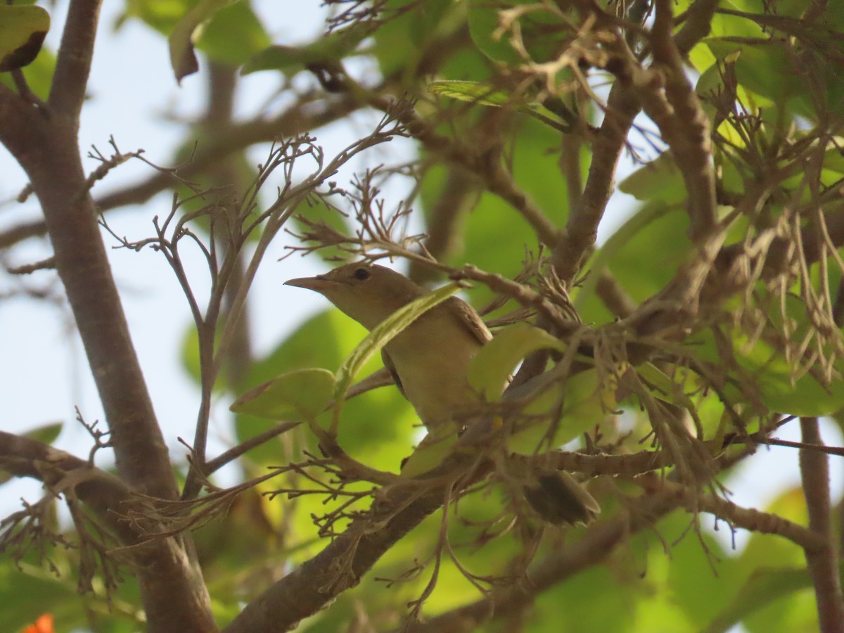 Eastern Olivaceous Warbler - ML622730874