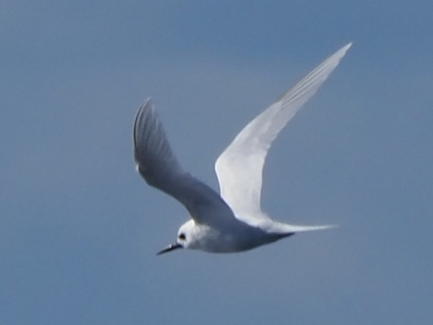 White Tern - ML622730882