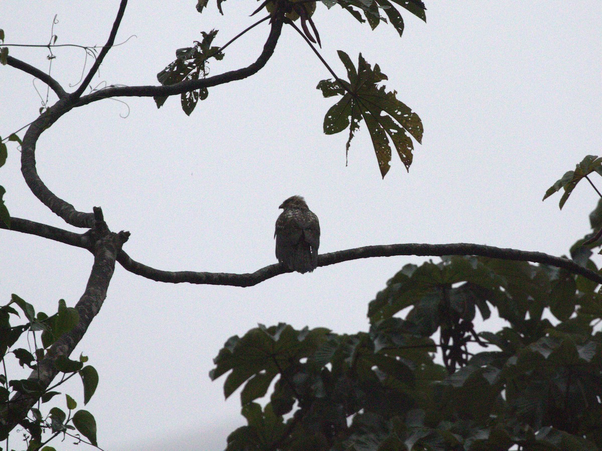 Broad-winged Hawk - ML622730883