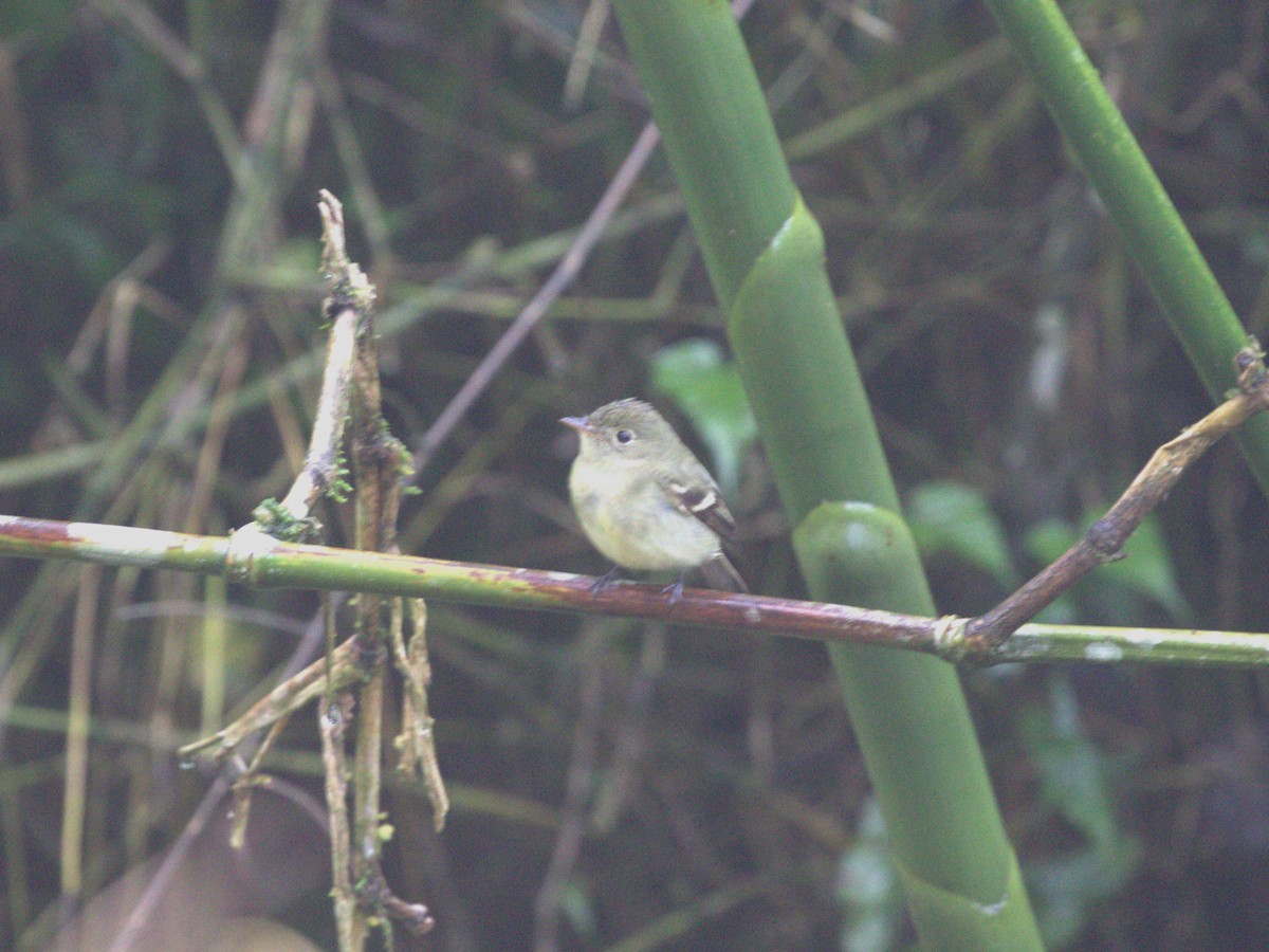 Yellow-bellied Flycatcher - ML622730891