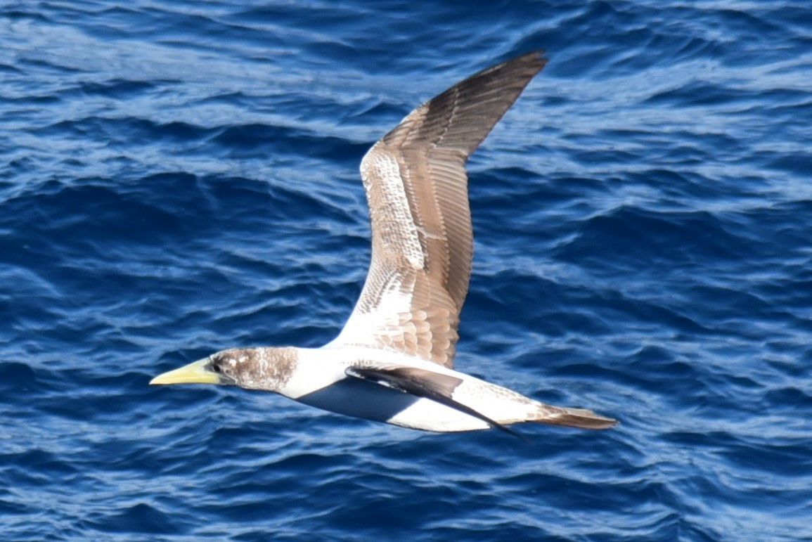 Brown Booby - ML622730901