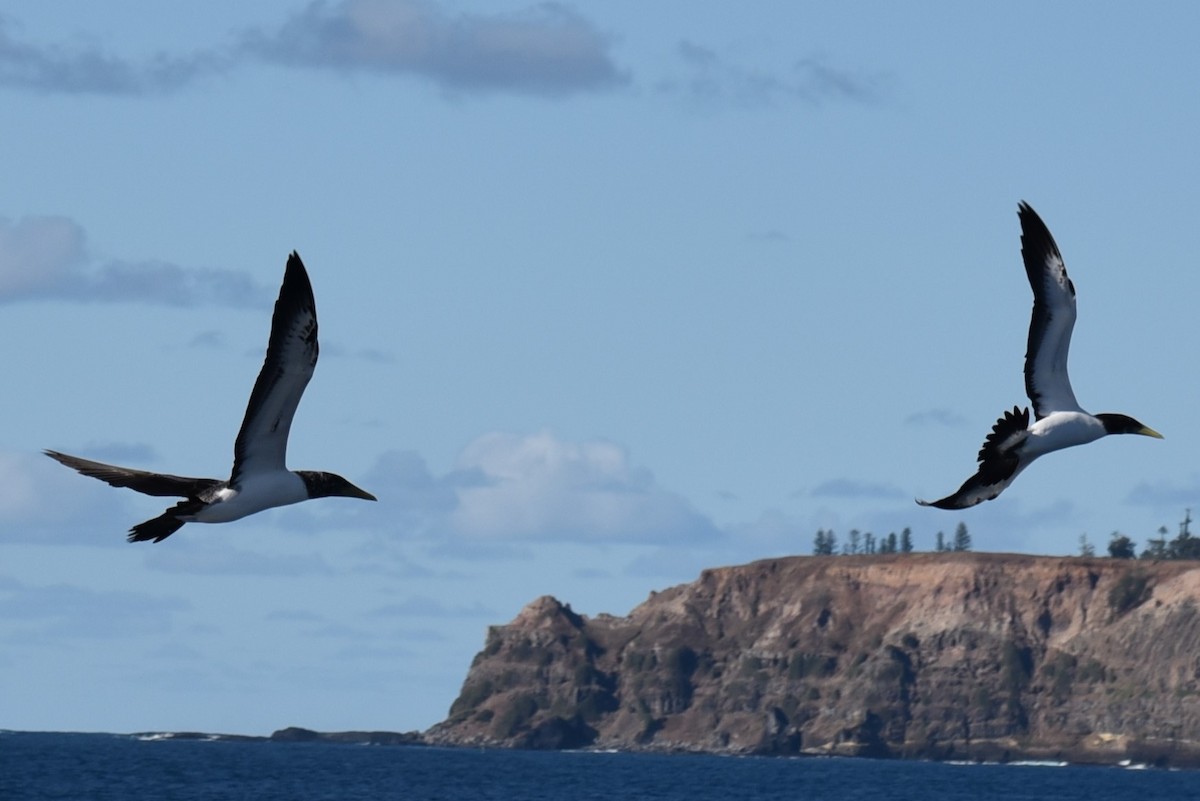 Brown Booby - ML622730918