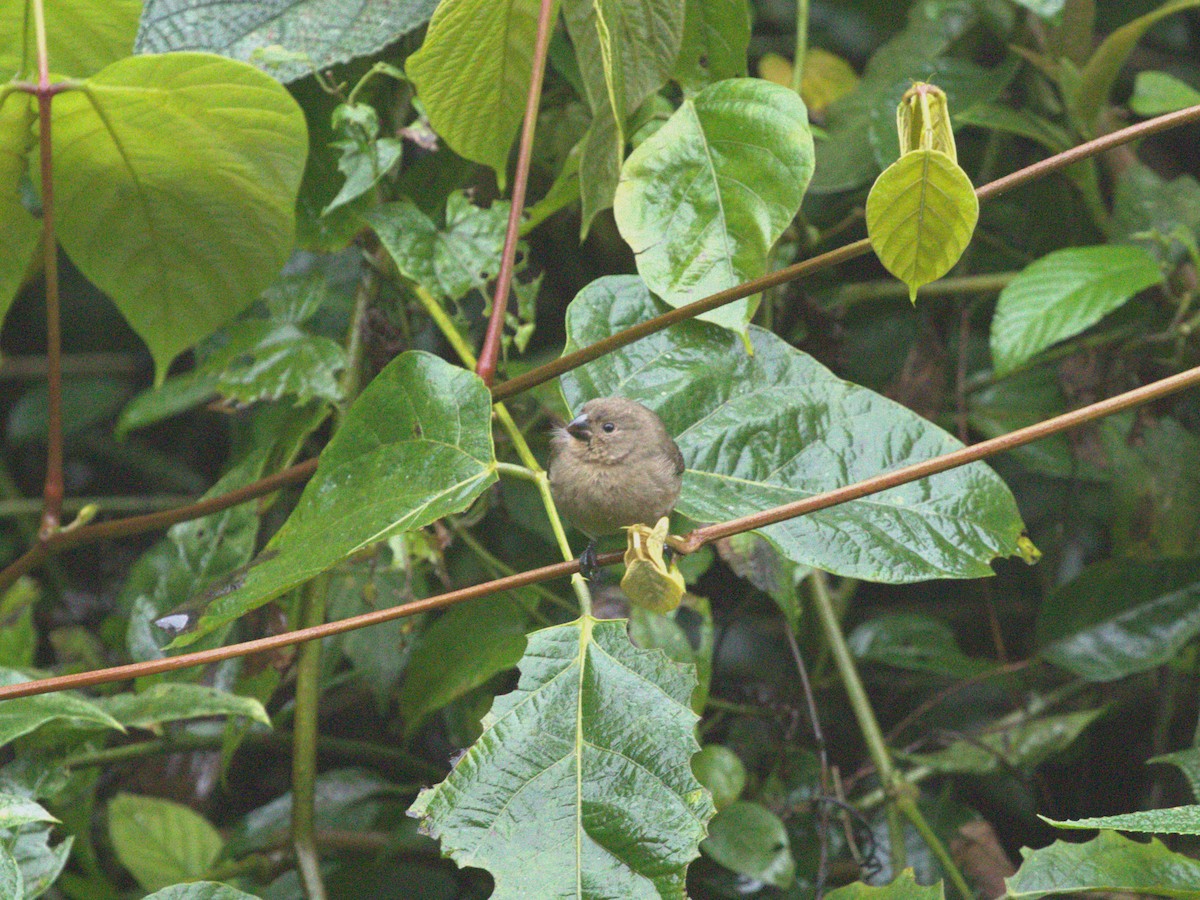 Variable Seedeater - ML622730926