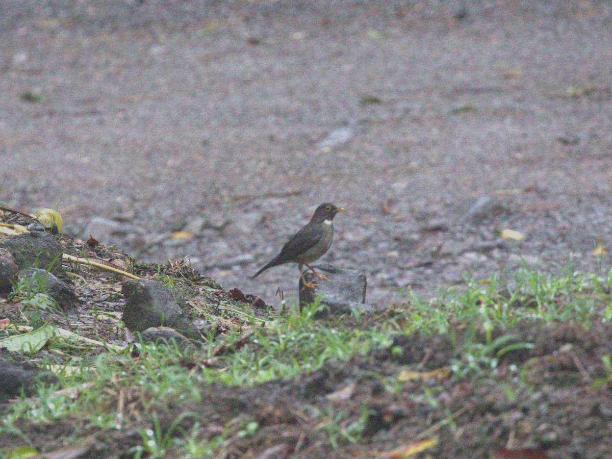 White-throated Thrush - ML622730930