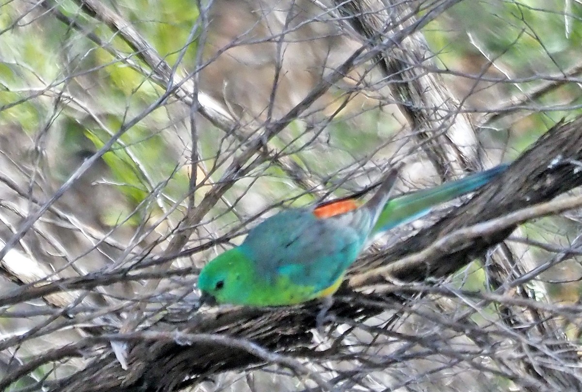 Perico Dorsirrojo - ML622730980