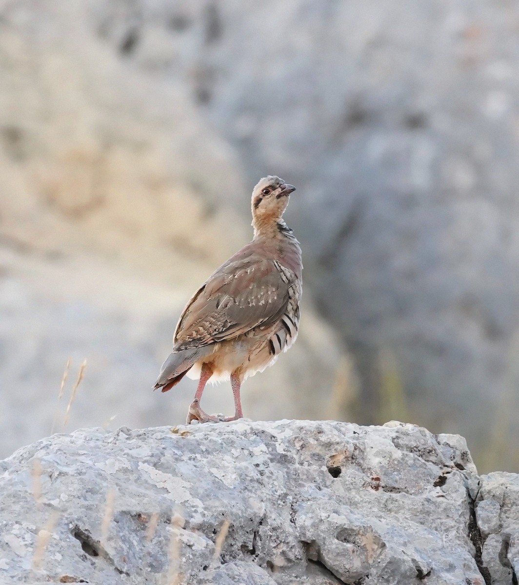 Coturnice orientale - ML622731004