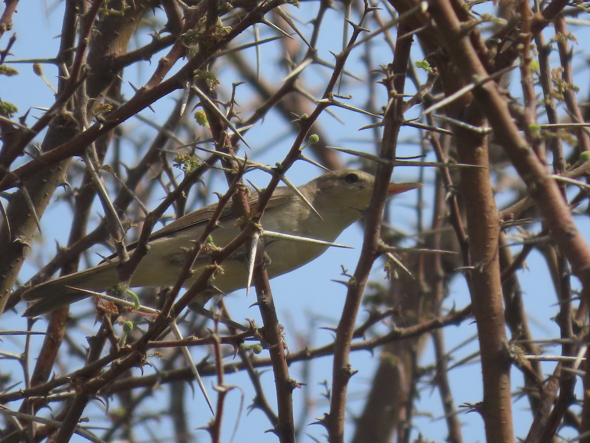 Eastern Olivaceous Warbler - ML622731015