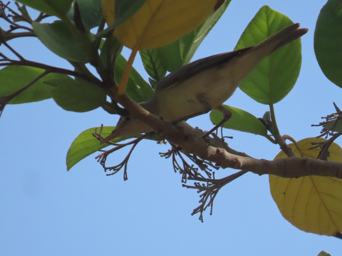 Eastern Olivaceous Warbler - ML622731016