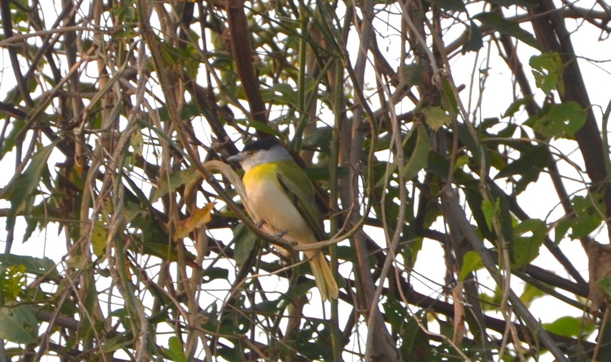 Green-backed Becard - Sabrina Rendon