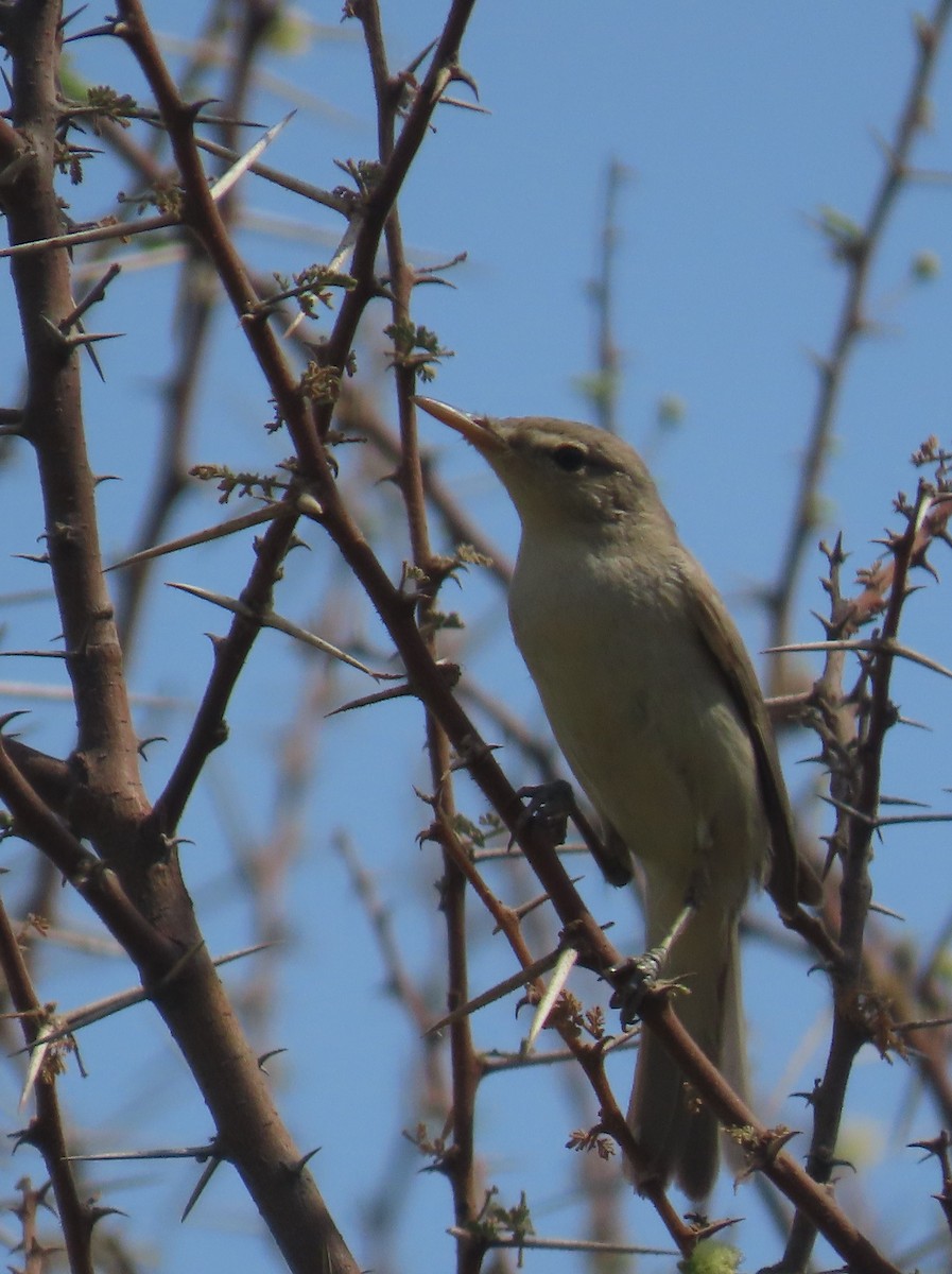 Eastern Olivaceous Warbler - ML622731062