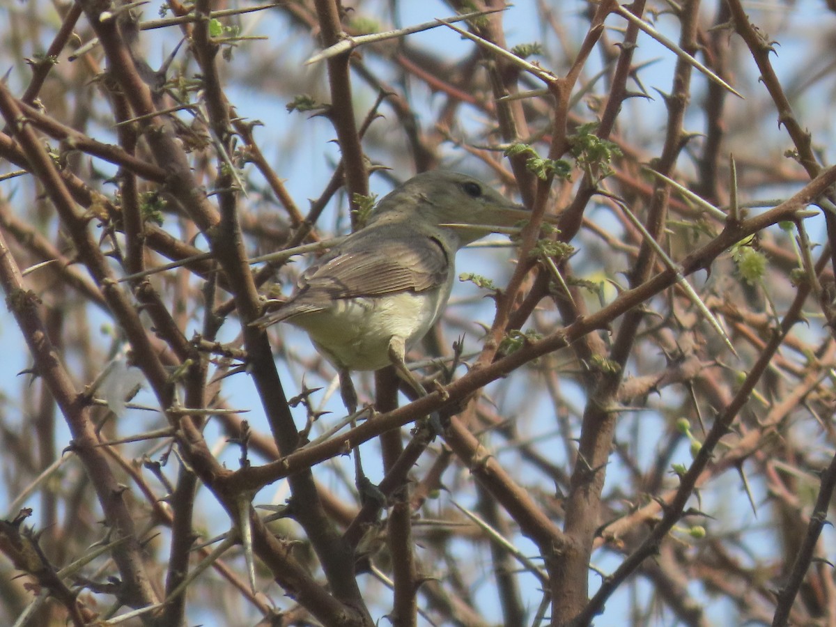 Eastern Olivaceous Warbler - ML622731063